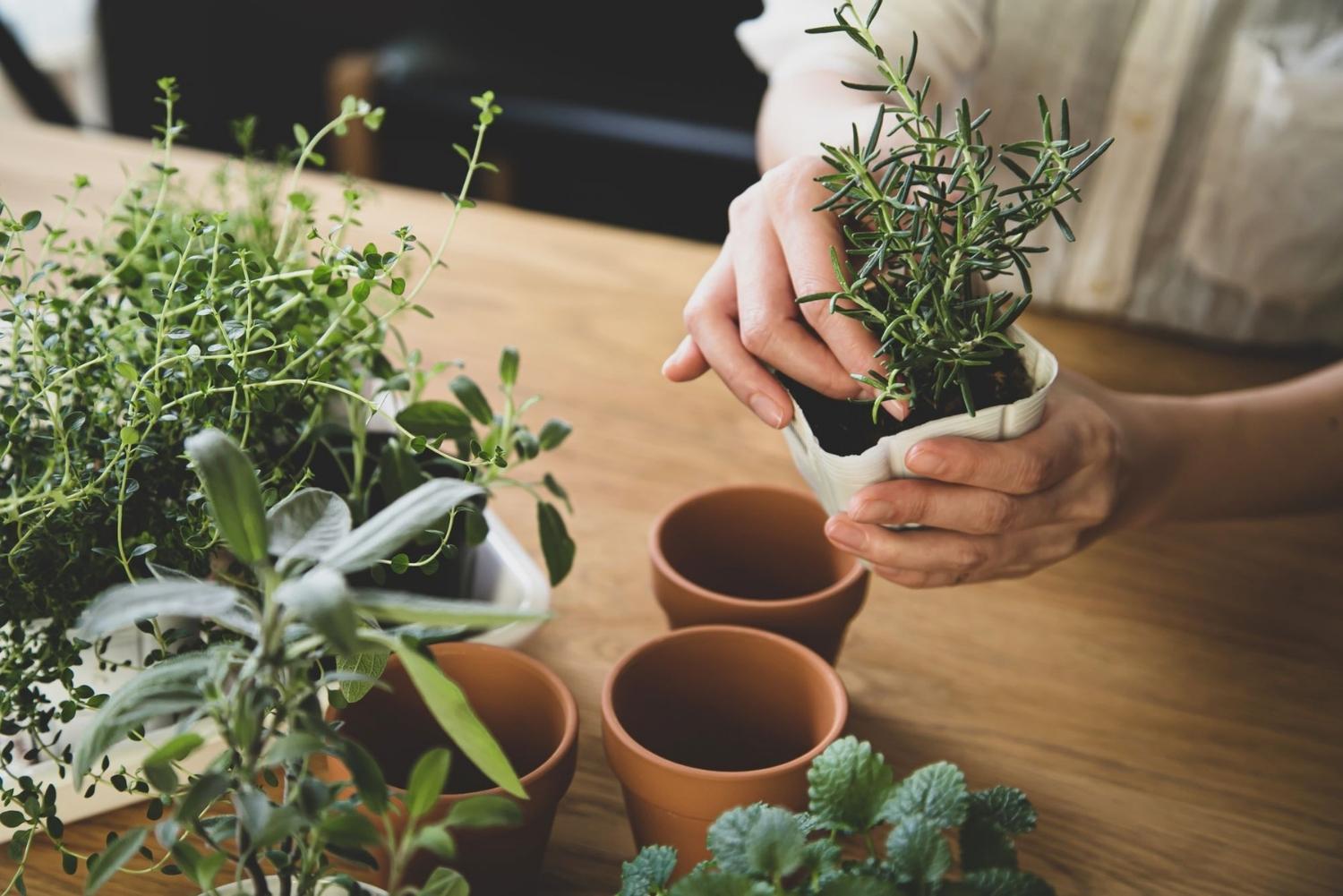 Person gardening herbs